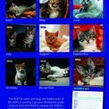 Otter House - Kittens I Love RSPCA Slim Calendar 2027 additional 2