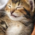 Otter House - Kittens I Love RSPCA Slim Calendar 2027 additional 1