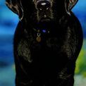 Otter House - Labrador Retriever Black Slim Calendar 2027 additional 1