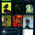 Otter House - Owls RSPB Slim Calendar 2027 additional 1