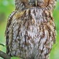 Otter House - Owls RSPB Slim Calendar 2027 additional 5