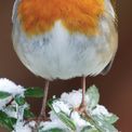 Otter House - Robins RSPB Slim Calendar 2027 additional 5