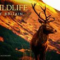 Otter House - Wildlife of Britain A4 Calendar 2027 additional 2