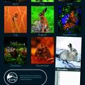 Otter House - Wildlife RSPB Slim Calendar 2027 additional 1