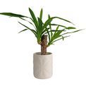 Beau &amp; Elliot Carnaby Large Ceramic Pot Ivory additional 1