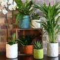 Beau &amp; Elliot Carnaby Large Ceramic Pot Ivory additional 2