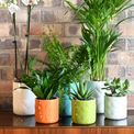 Beau &amp; Elliot - Carnaby Small Ceramic Pot Orange additional 2