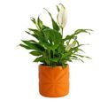 Beau &amp; Elliot - Carnaby Small Ceramic Pot Orange additional 1