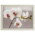 Creative Tops - Orchid Harmony Laptray additional 3