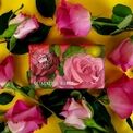 English Soap Company - Kew Gardens - Summer Rose Luxury Shea Butter Soap additional 2