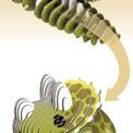 EUGY Tricera additional 2