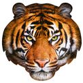 I Am Tiger 550 Piece Head-Shaped Jigsaw Puzzle additional 2