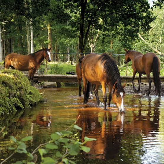 Horses At Dockens Water