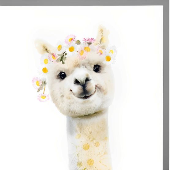 Alpacca
