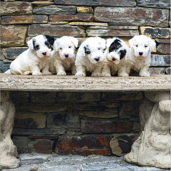 Five Sealyham Terrier Puppies On A Stone Bench