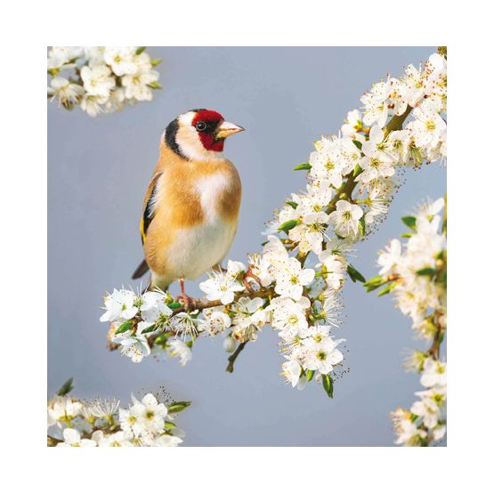 Goldfinch