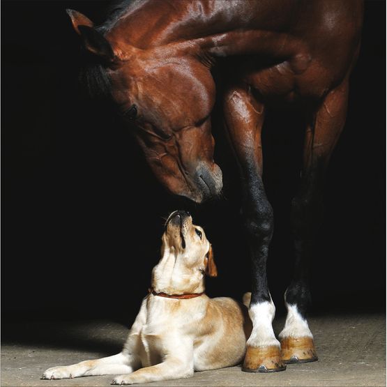 Horse And Dog