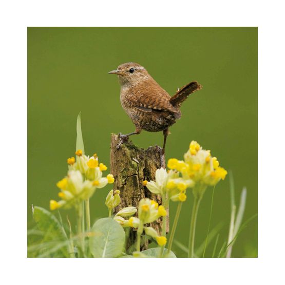 Wren