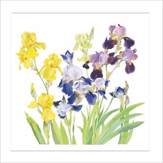 Yellow Purple And Blue Irises