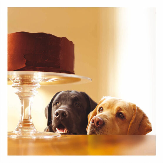 Labradors Gazing At Chocolate Cake