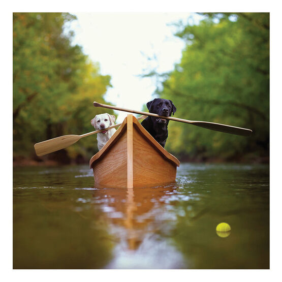 Labradors In A Boat With Oars In their Mouths