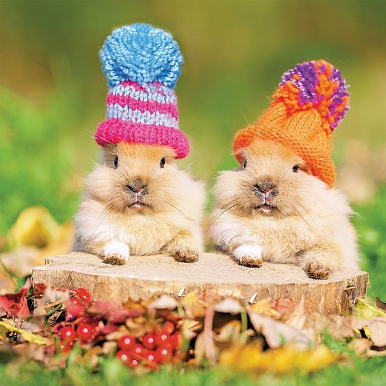 Little Bunny Rabbits In Wooly Hats