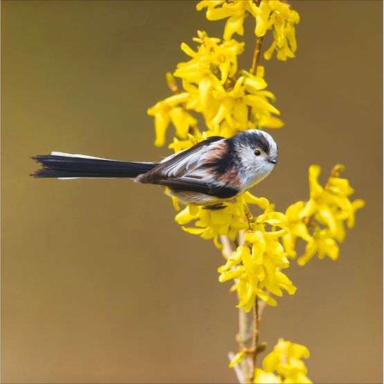 Long-Tailed Tit Perched On Forsythia Twig