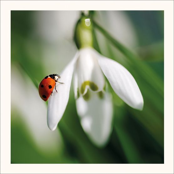 The Eco Friendly Card Co - Ladybird and Snowdrop Card