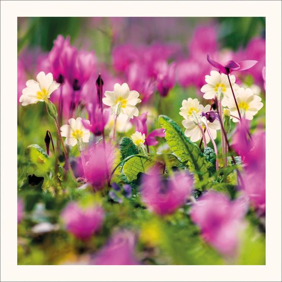 The Eco Friendly Card Co - Primroses and Cyclamen Card