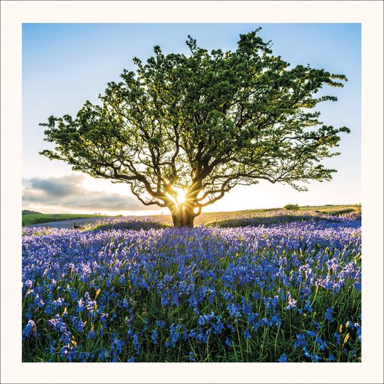 The Eco Friendly Card Co - Sunburst and Bluebells Card