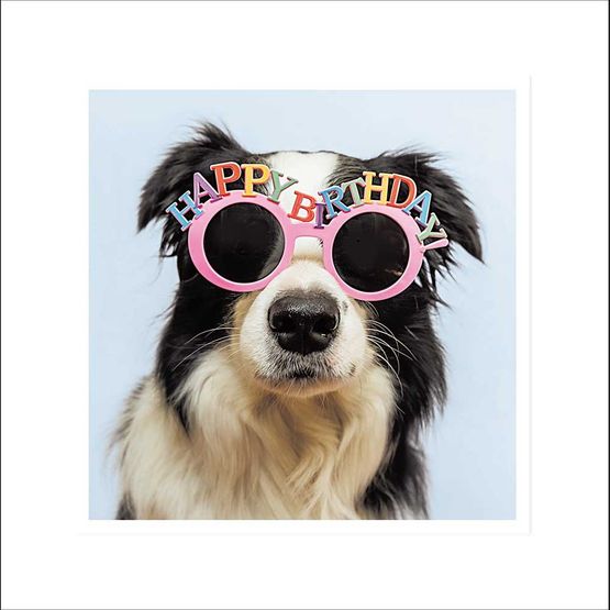 Black And White Dog With Happy Birthday Glasses