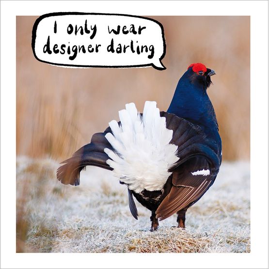 Black Grouse Lyrurus Tetrix