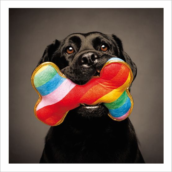 Black Labrador With Rainbow Bone Toy