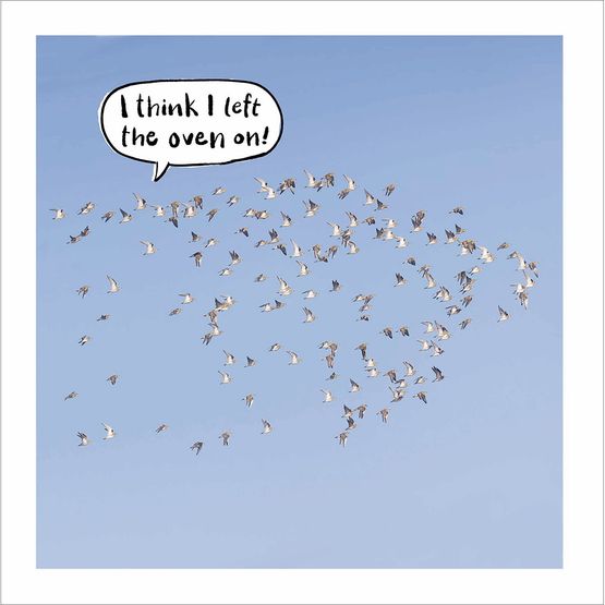 Golden Plover Flock Flying Over Norfolk