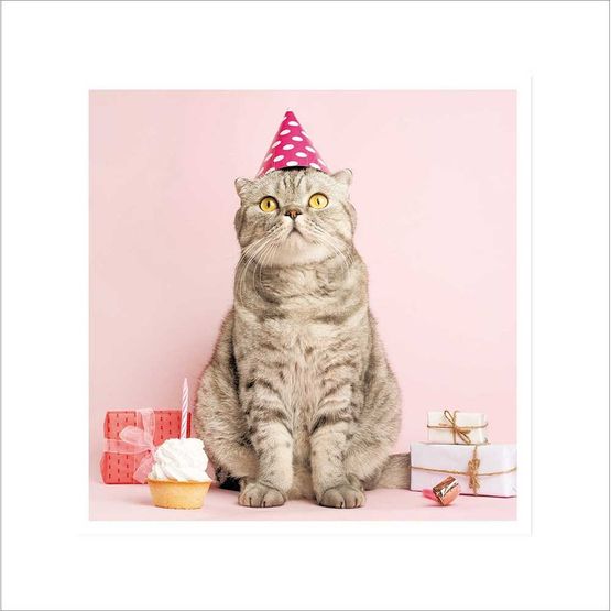 Grey Cat With Birthday Hat And Cupcake