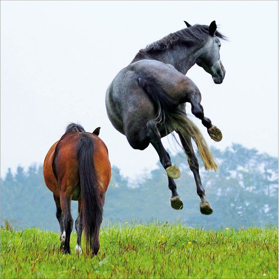Two Horses In Field, One Jumping