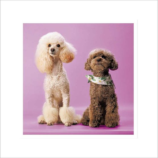 White Poodle Next To Brown Miniature Poodle