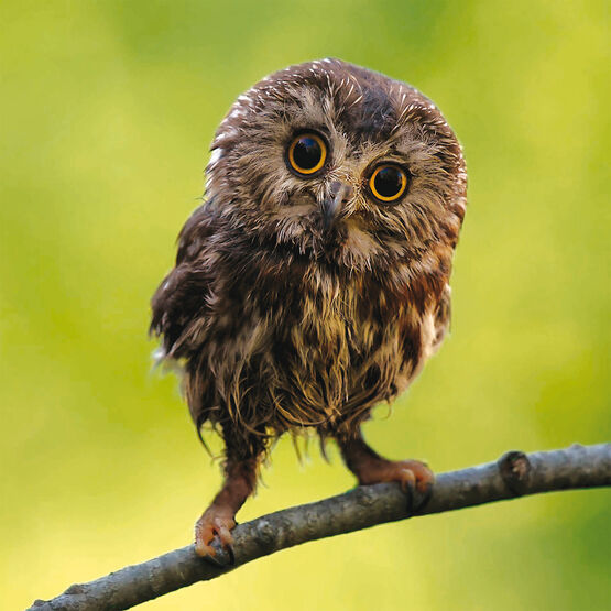 Owl Perching On A Branch