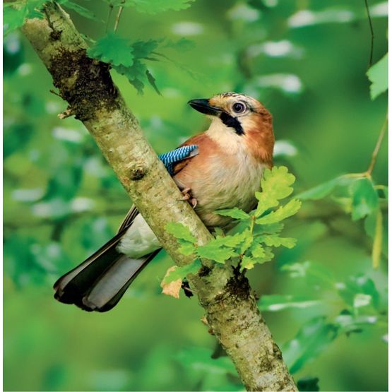 The Eco Friendly Card Co - The Wildlife Trust Jay On Oak Blank Card