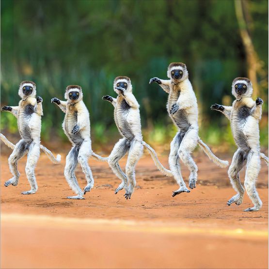 Dance the Night Away