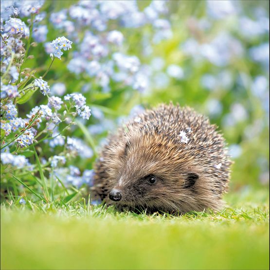 European Hedgehog