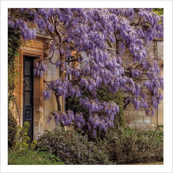 Wisteria Cascade
