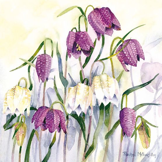 Purple And White Flowers