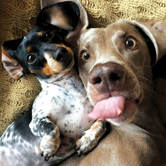 Selfie Dogs