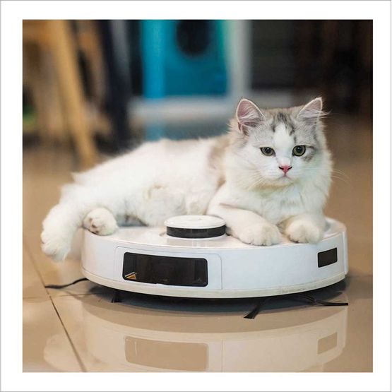 Cleanopatra Greetings Card