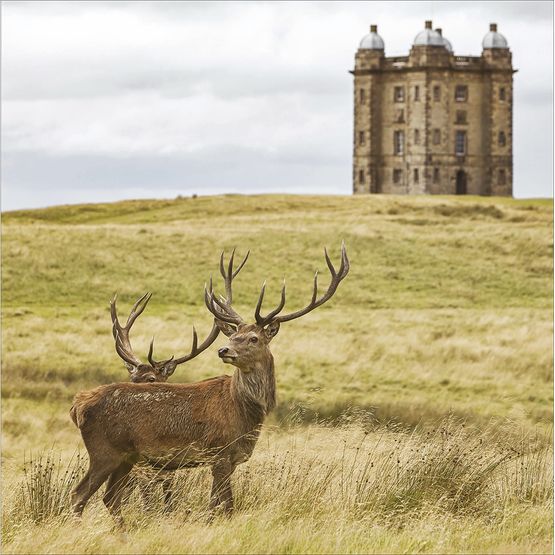 Lyme House Park and Garden, Cheshire Greetings Card