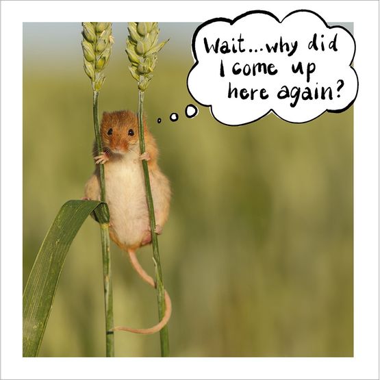 Memory Test Greetings Card