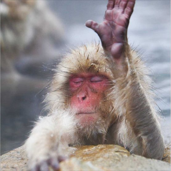 Monkeying Around Greetings Card