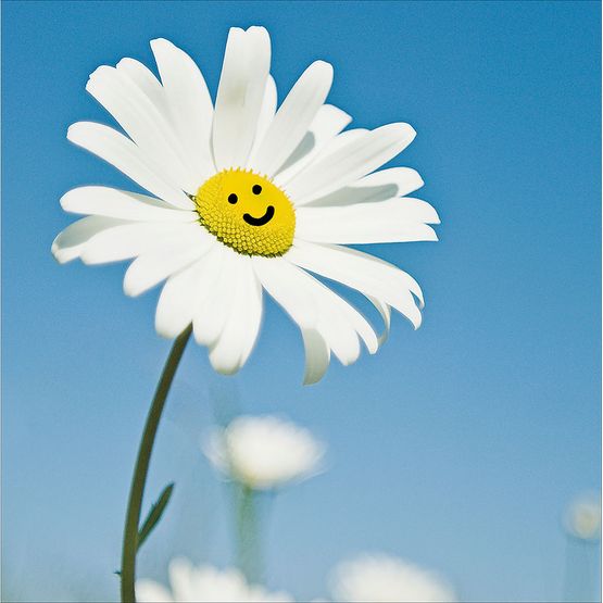 Oops a Daisy Greetings Card