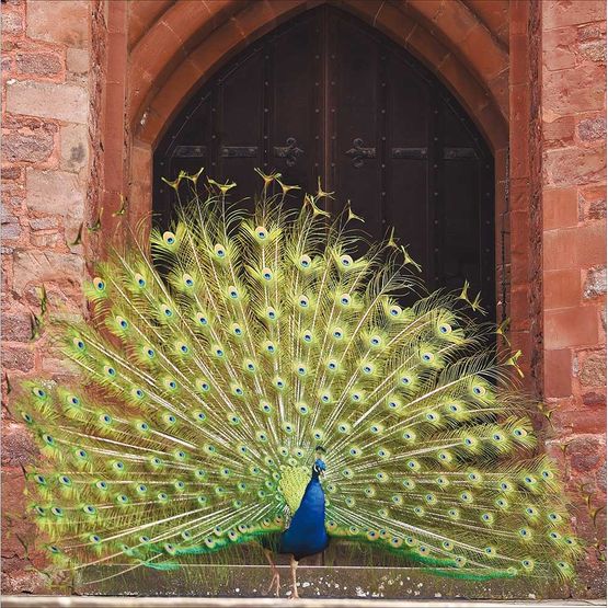 Peacock at Powis Castle Greetings Card